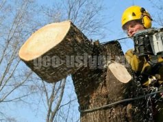 Обрезка деревьев