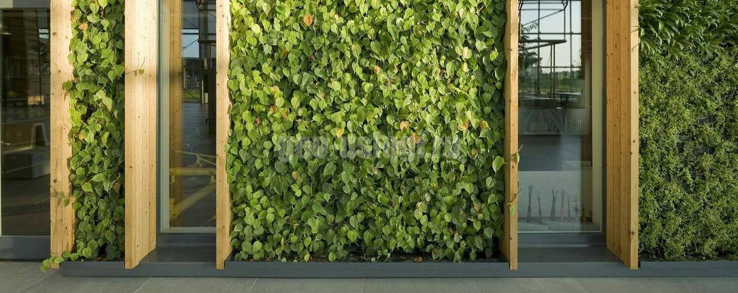 Озеленение фасадов