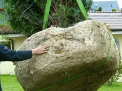 Пересадка крупномеров