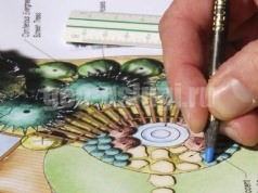 дендроплан